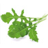 kapsule so semienkami a substrátom 3ks, Click and Grow rukola