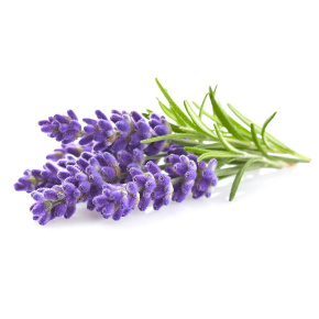 Smart Garden Lavender